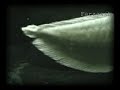 15 Inches Silver Arowana Movement 15 Inches Silver Arowana Movement