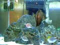 My Brackish tank and set-up