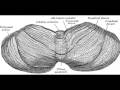 Cerebellum