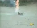 Dog Whit Firework in his mouth !