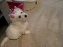 Savannah and Lola get groomed