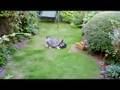 Schnauzer Miniatura video