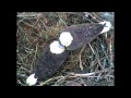 Richmond Eagles Laying of the First Egg 2-8-12 5:44pm EST