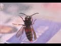 i captured a bee in a glass and took a series of pictures of it while it cleaned the antenna`s. i took the pictures with a canon eos 350d camera and made a movie out of them