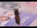 i captured a bee in a glass and took a series of pictures of it while it cleaned the antenna`s. i took the pictures with a canon eos 350d camera and made a movie out of them