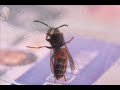 i captured a bee in a glass and took a series of pictures of it while it cleaned the antenna`s. i took the pictures with a canon eos 350d camera and made a movie out of them