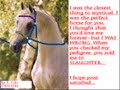 STOP HORSE SLAUGHTER!