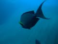 Diving Tulamben Bali