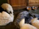 Samoyed pups in the kitchen