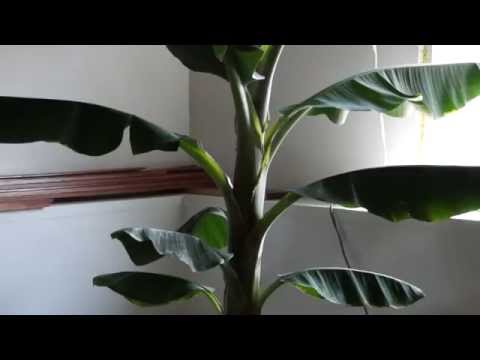 how to grow a banana tree