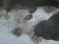 Observation algue verte infusoire mare microscope X4 et X10