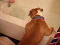 Tink the English Bulldog Loves Taking Baths
