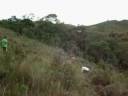 Reforestacion en el Parque Nacional Macarao. Edo Miranda. Venezuela