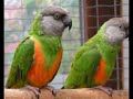 The parrot  of Sabrina - Pappagalli