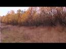 Swarming Pheasants