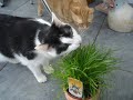 Benno und Azrael haben Geburtstag Benno und Azrael haben Geburtstag