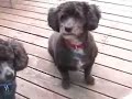 Max & Blue and a McDonald\