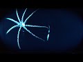 Lula gigante flagrada emitindo flashes de luz durante ataque