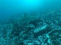 Malpelo diving with silky sharks.wmv