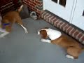 Taz and Ty Day 1