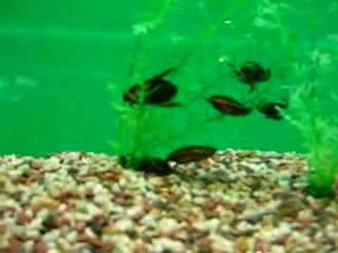 Shanghai Pudong Aquarium Water Beetle