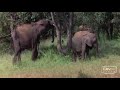 drunk animals
