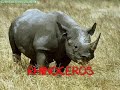 Protecting and Caring for the animals