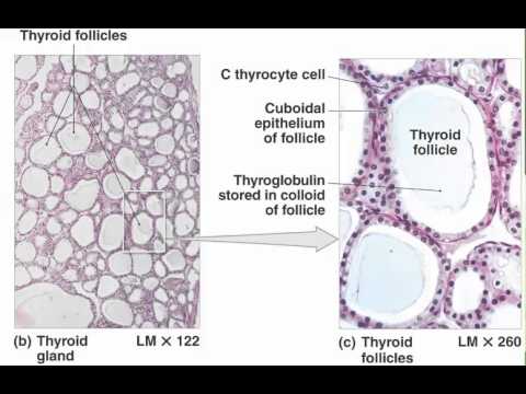 how to cure circumvallate papillae