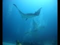 Mantas en Maldivas-4 (aguamarbuceo.com)