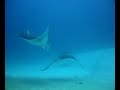 Mantas en Maldivas-4 (aguamarbuceo.com)
