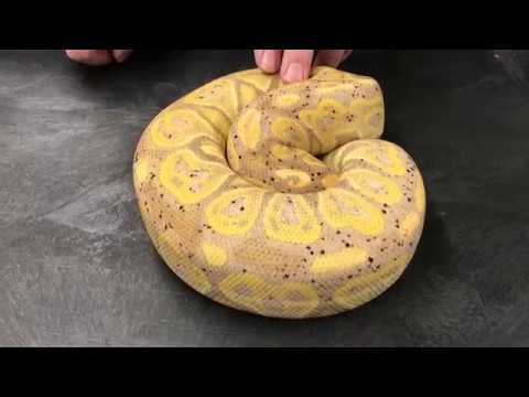 YouTube reptile video