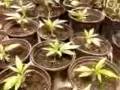Budget Grower Legal Marijuana Grow Op Day 20 into Dirt From Clone Read Description Budget Grower Legal Marijuana Grow Op Day 20 into Dirt From Clone Read Description