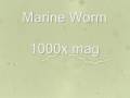 videos de worm_0001.wmv