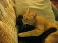 Caturday