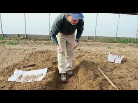 planting - University of Maine Cooperative Extension vegetable specialist discusses and demonstrates the best planting techniques for asparagus. Note: To avoid frost da...