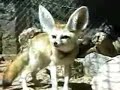 Fennec Fox And Porcupines Fennec Fox And Porcupines