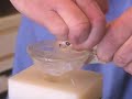Asia Cobra venom extraction at KRZ