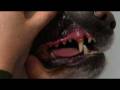 videos de Open Up - a practical guide to improving pet oral health