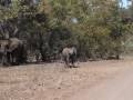 videos de Sudafrica - Kruger park - A lot of game