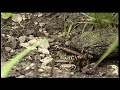 Crouching Tony Hidden Dragonfly