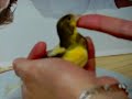 Kurdish Canary bird \" �i�i \"