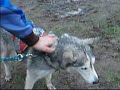 lobos de numancia team:musher carlos rodriguez briongos