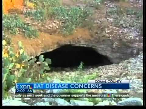 Bat disease concerns