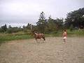 videos de Horse being lunged with Saddle