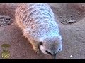 Meerkats
