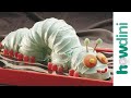 How to make an inchworm bug cake and bug cupcakes