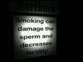 Marlboro Lights