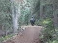 Silverton Mountain extreme mountain biking