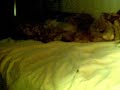 Chiwawa2.mp4