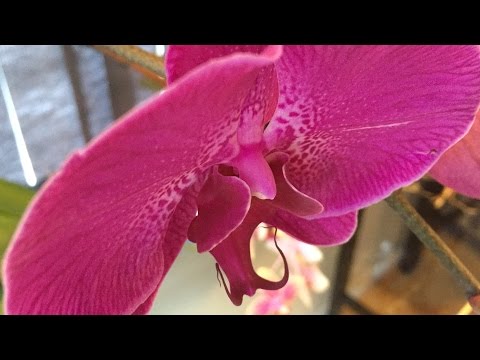 how to grow an orchid